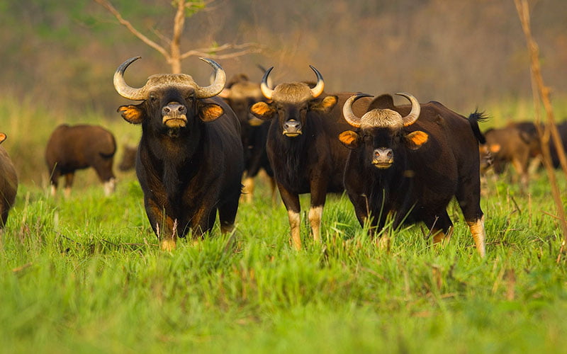 Chapramari Wildlife Park