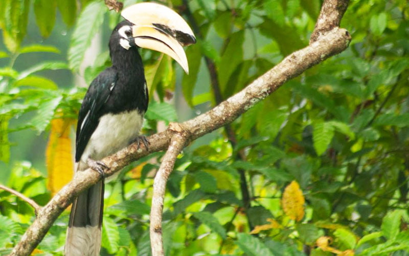 Jaldapara National Park