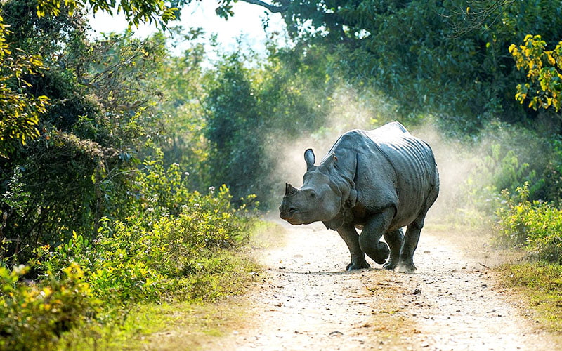 Kaziranga National Park