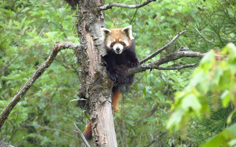 Neora Valley national Park