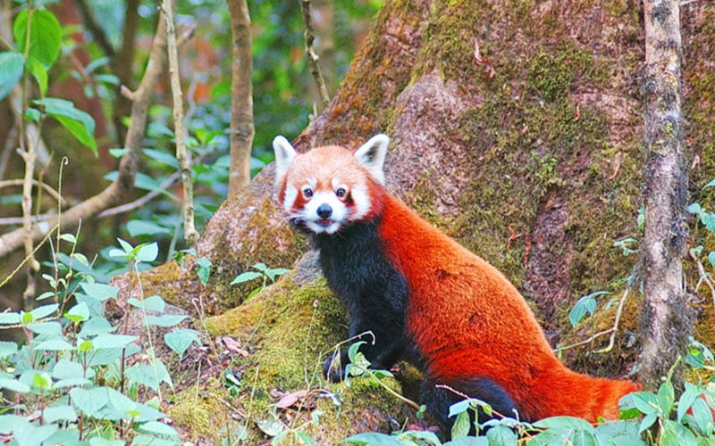 Singalila National Park