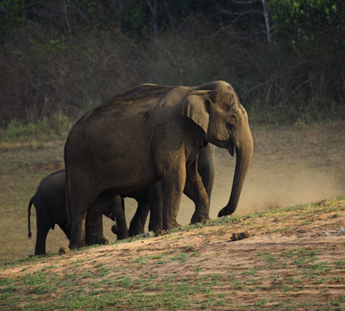 5 Days Dooars Tour Fun Package