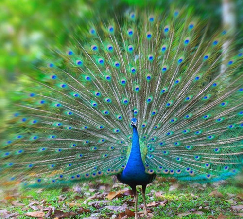 Delightfull Dooars Tour